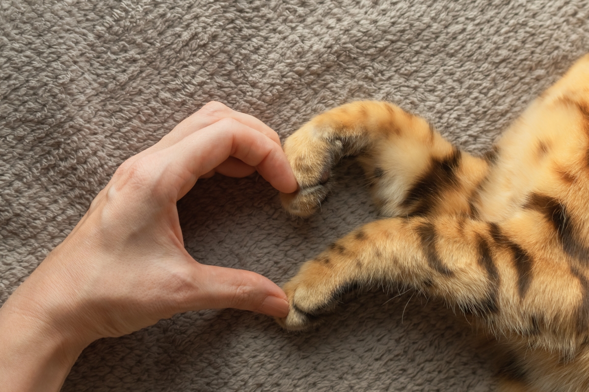 人と猫の手でつくったハート