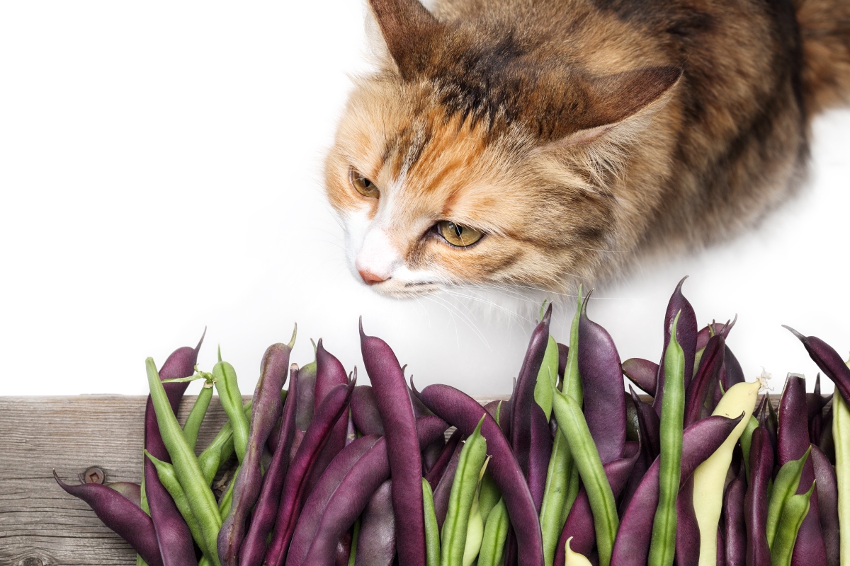 豆と猫