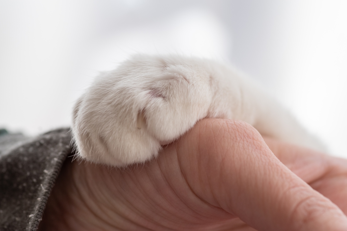 猫の手と人の手
