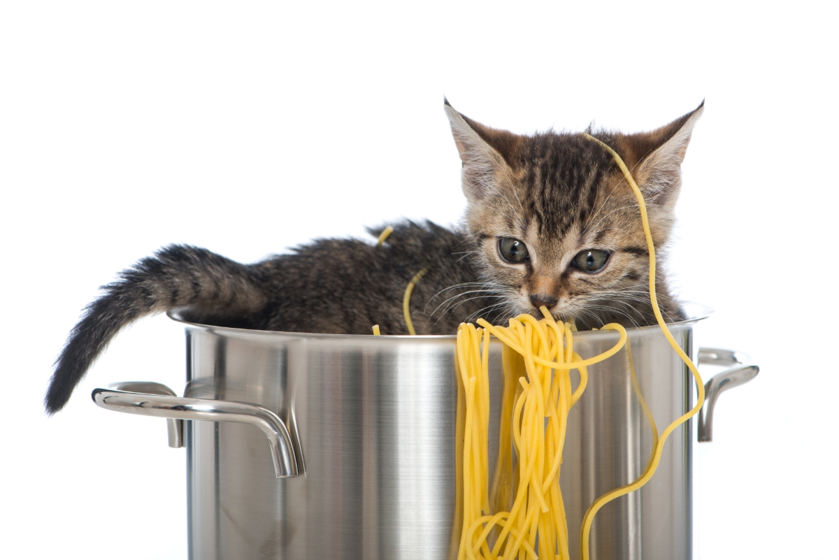 パスタに絡まる猫