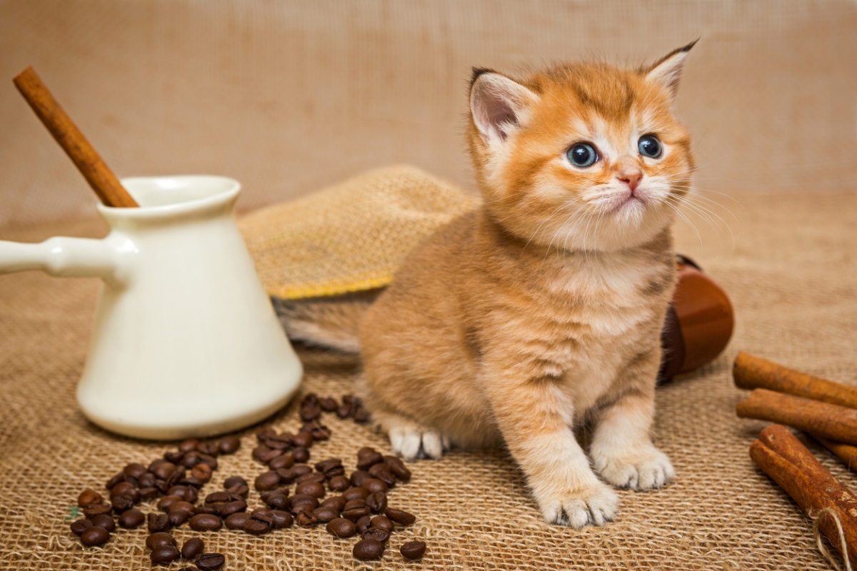 コーヒー豆と子猫