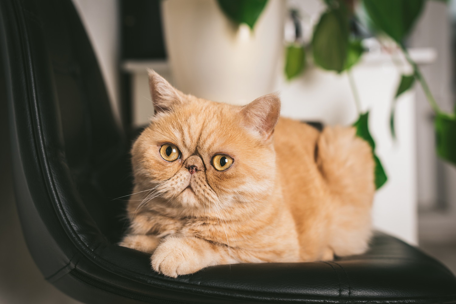 椅子の上でくつろいでいるエキゾチックショートヘア