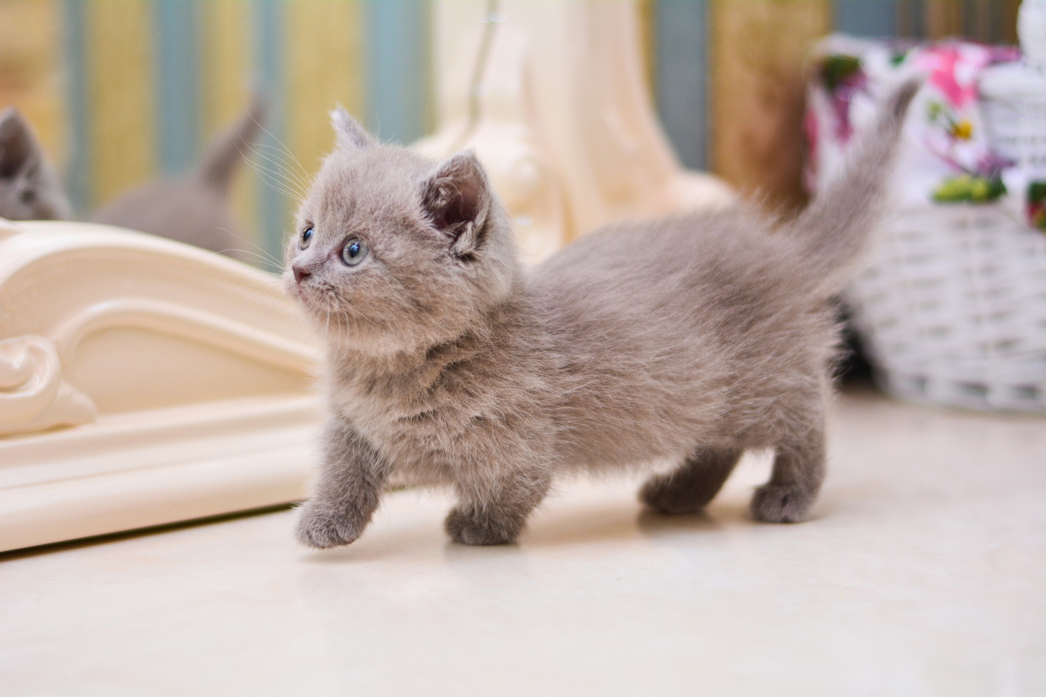 鏡の前を歩くマンチカンの子猫