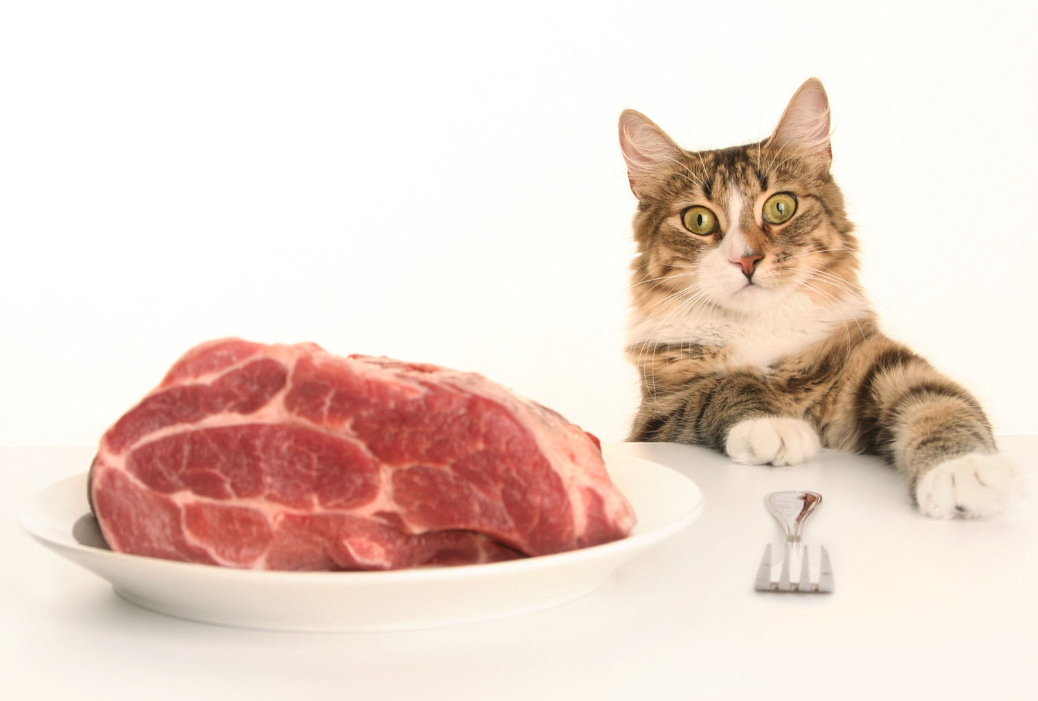 お皿にのせられた大きな生肉とテーブルに足をかけている猫