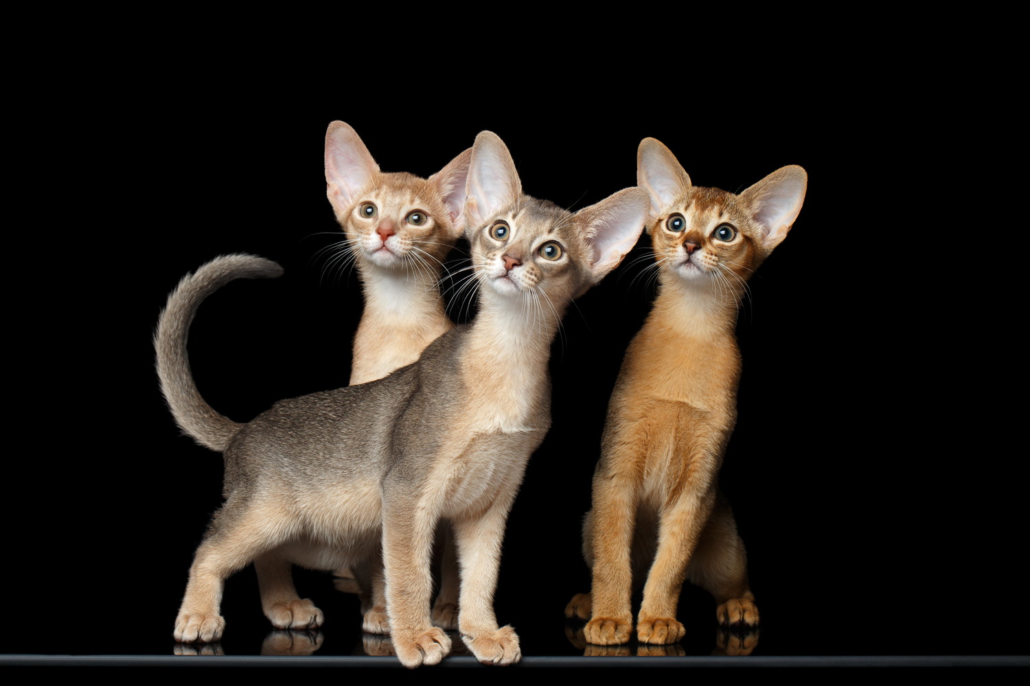 異なる毛色の3頭のアビシニアンの子猫