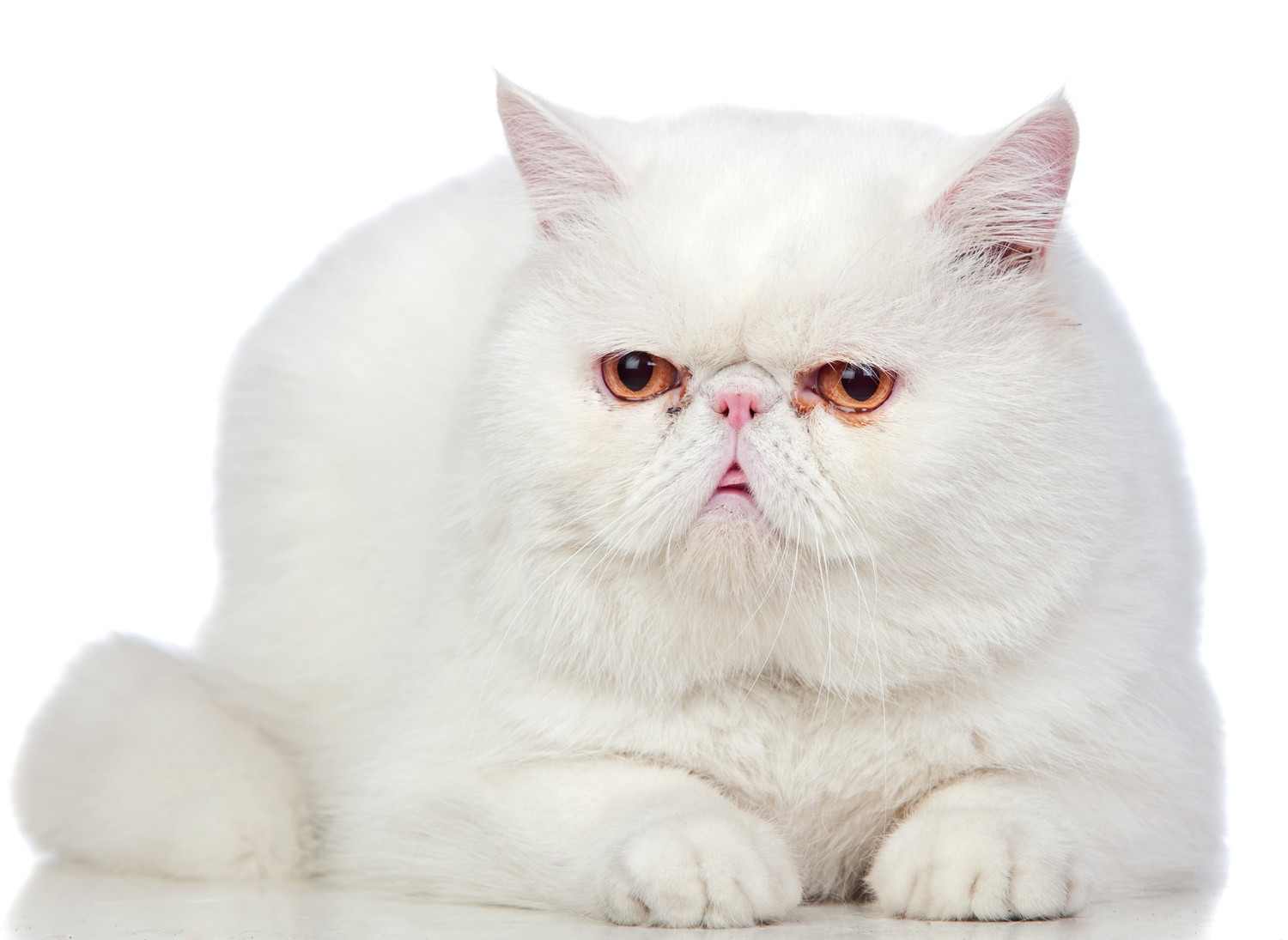 伏せている真っ白のエキゾチックショートヘア