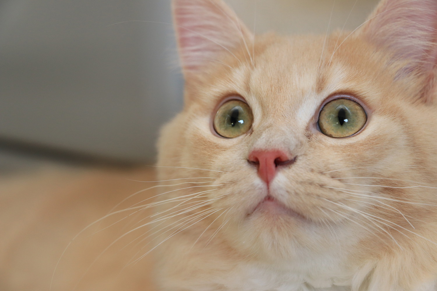 クリーム系のラガマフィンの子猫のアップ