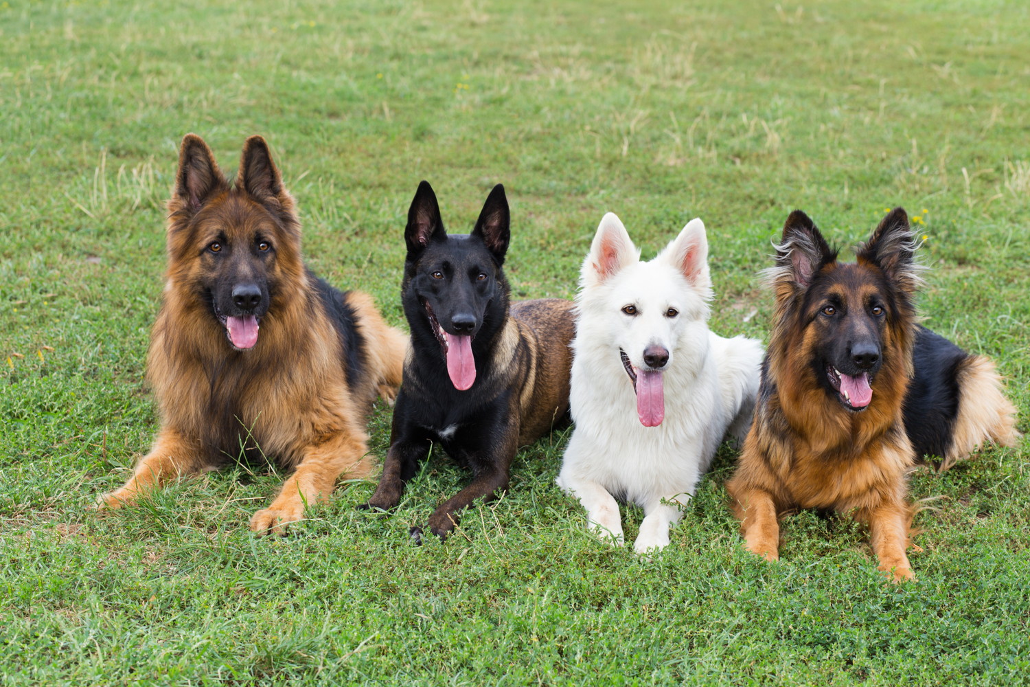 並んで伏せる4匹のシェパード犬