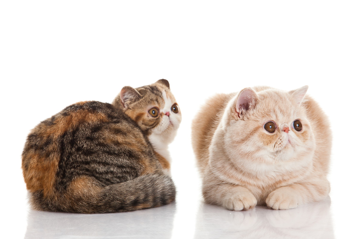 並んで伏せている2匹のエキゾチックショートヘア