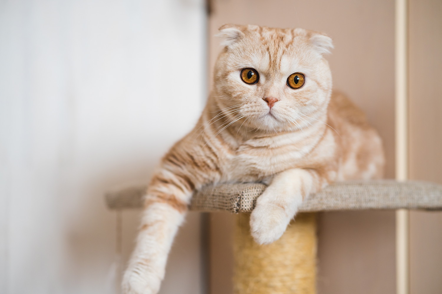 キャットタワーの上で伏せるスコティッシュフォールド