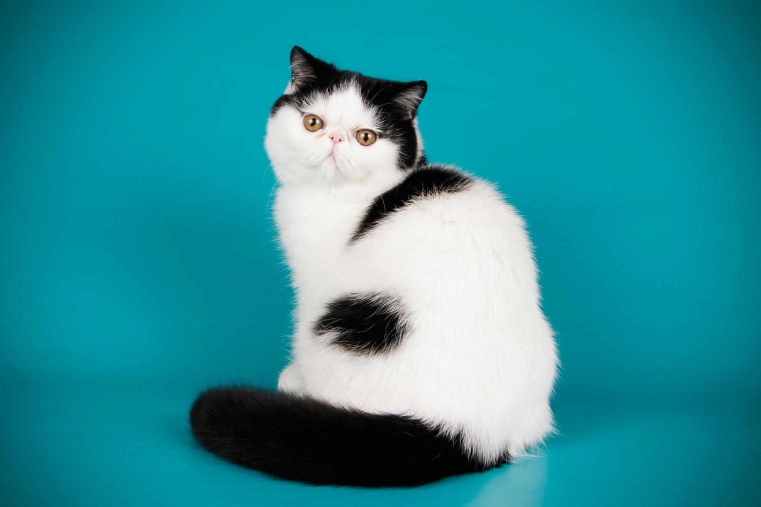 後ろを振り向く白黒のエキゾチックショートヘア