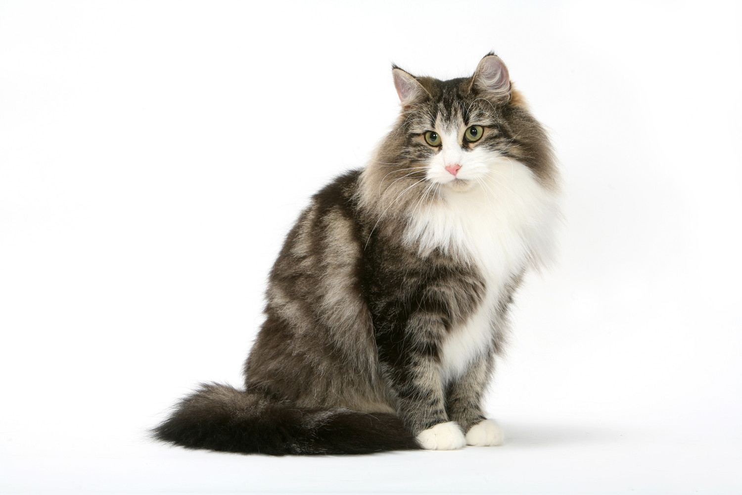 座ってどこかを見つめるノルウェージャンフォレストキャット