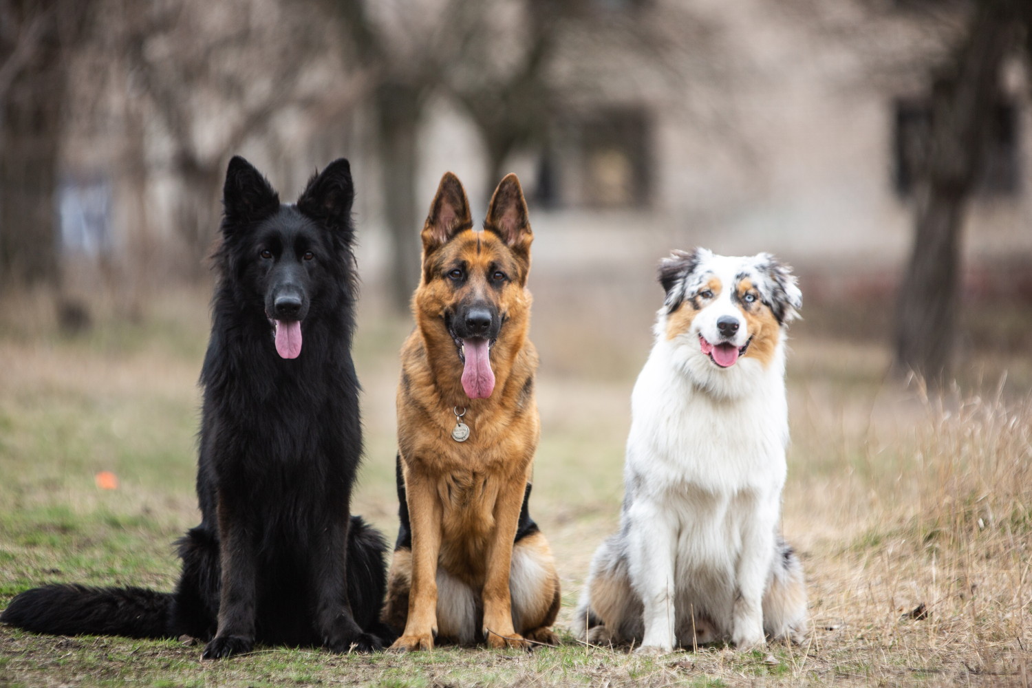 正面を向いて座る3匹のシェパード系犬種