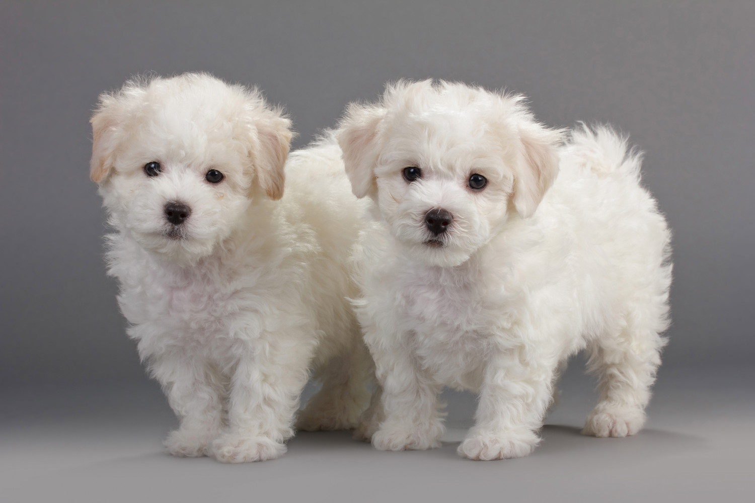 並んで立っている2匹のビションフリーゼの子犬