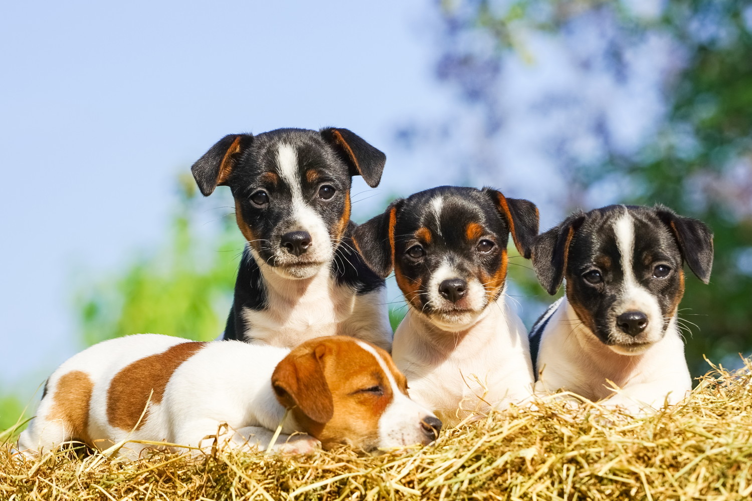 藁の上でくつろぐ4頭のジャックラッセルテリアの子犬たち