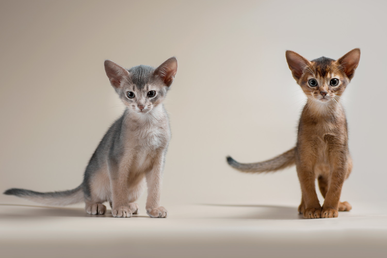 並んで前を向く異なる毛色の2頭のアビシニアンの子猫