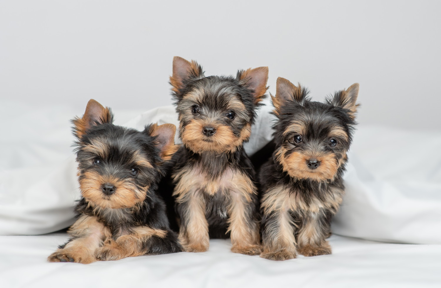 並んで寄り添いあっている3頭のヨークシャー・テリアの子犬