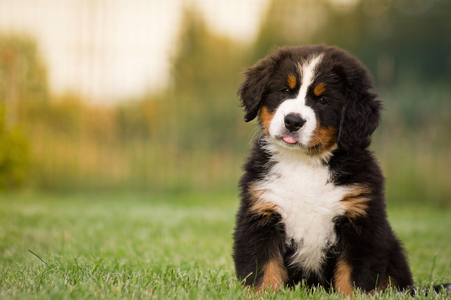 首を傾げながら座るバーニーズ・マウンテン・ドッグの子犬