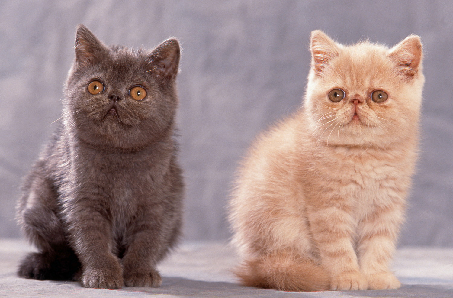 並んで座っている2匹のエキゾチックショートヘアの子猫
