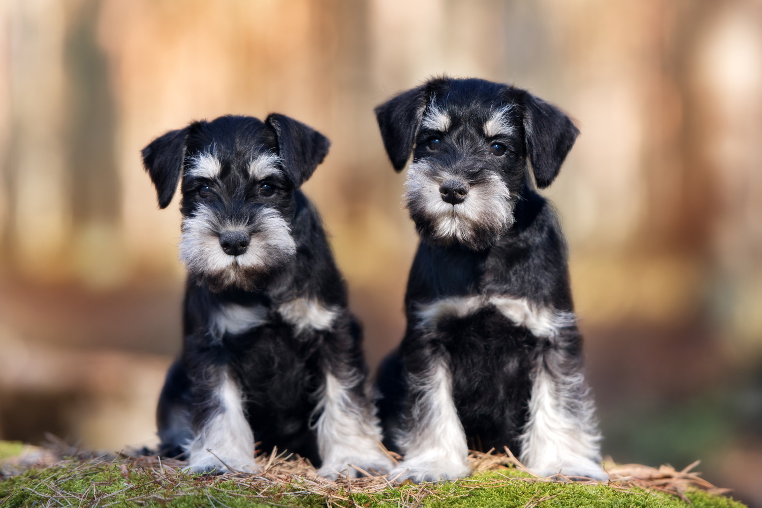 正面を見つめて座る2頭のミニチュア・シュナウザーの子犬