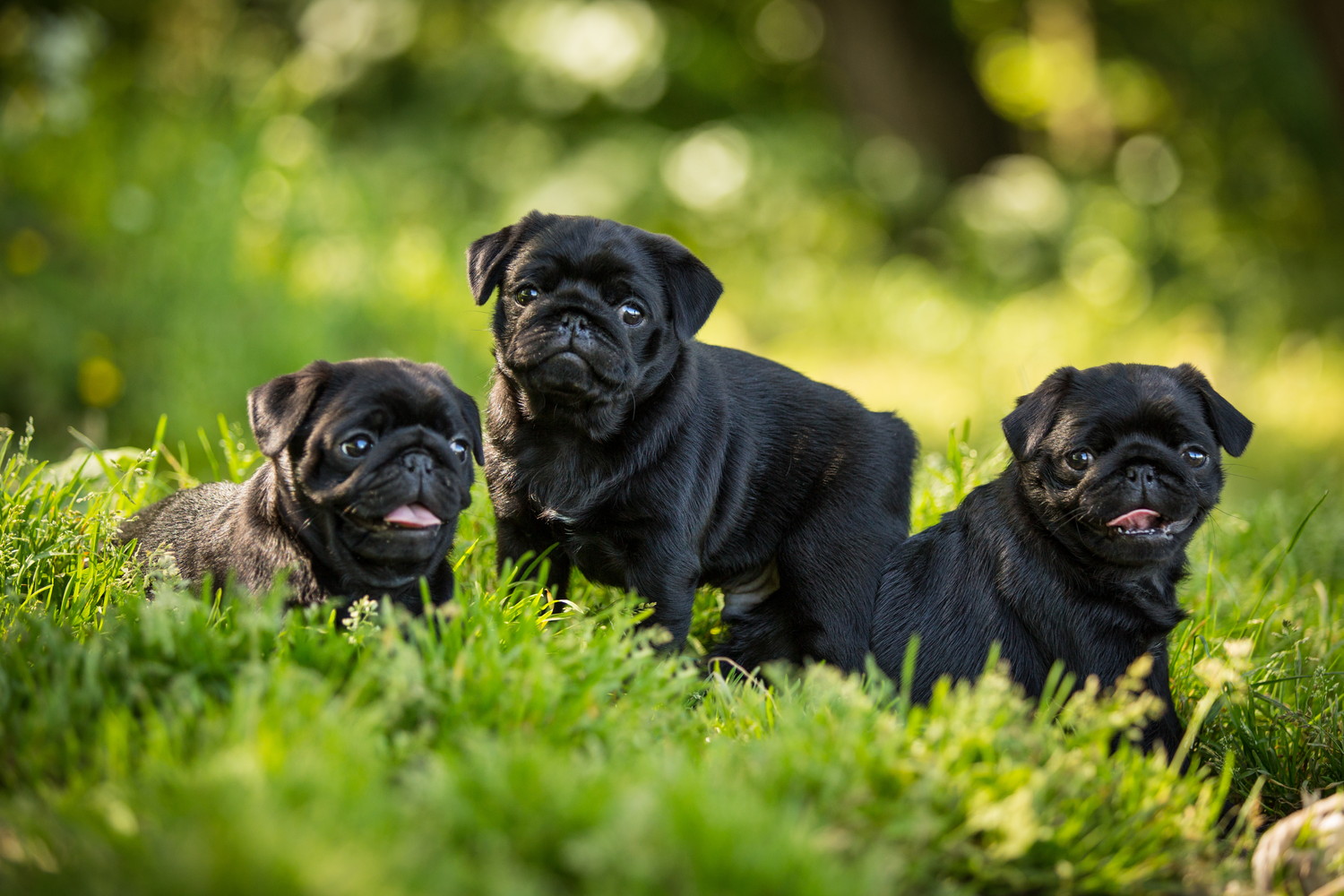 原っぱで並んでいる3頭のパグの子犬たち