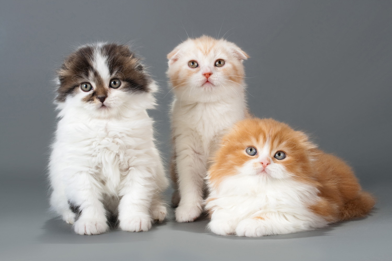 並んで座る3匹のスコティッシュフォールドの子猫たち
