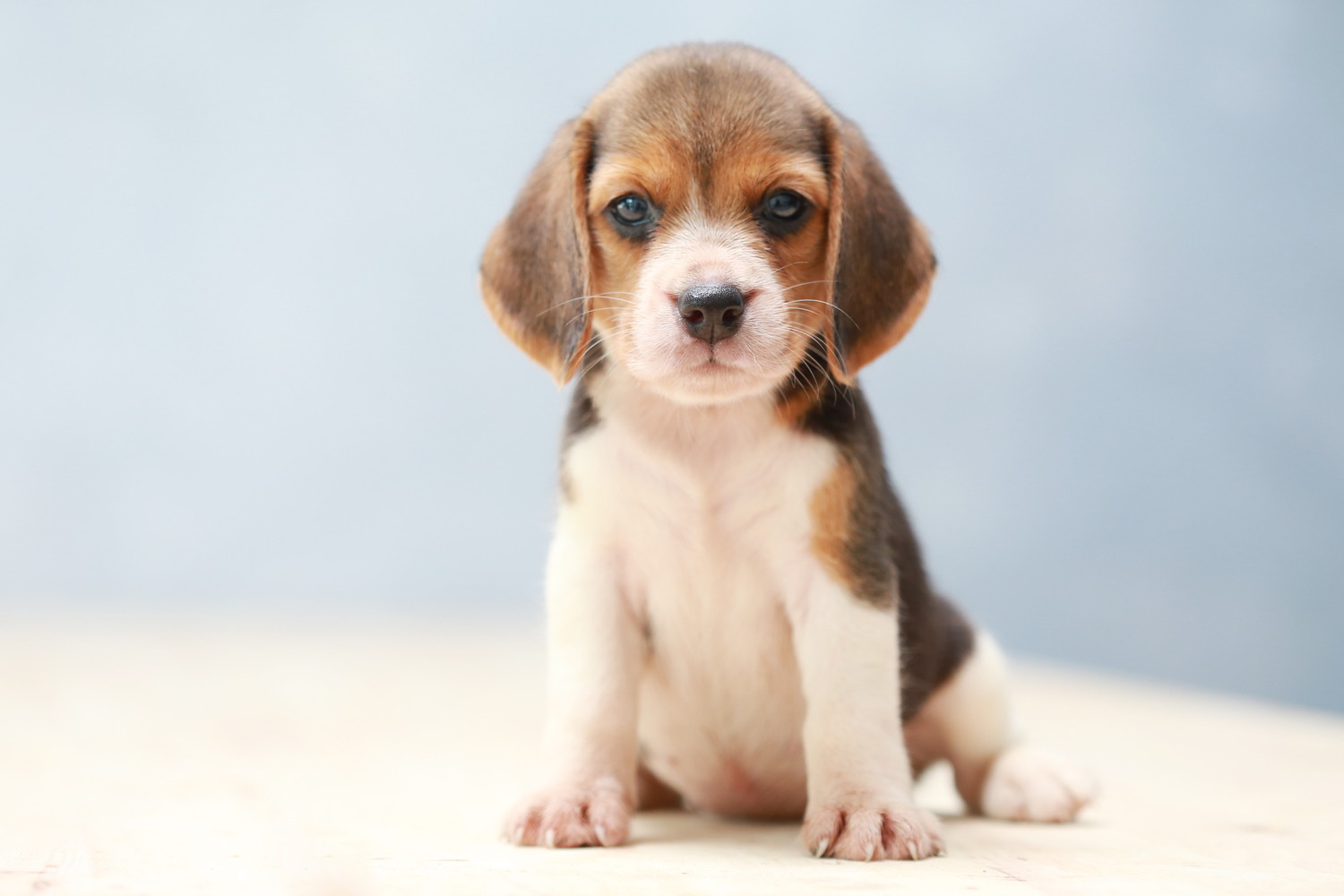 正面を見つめて座っているビーグルの子犬