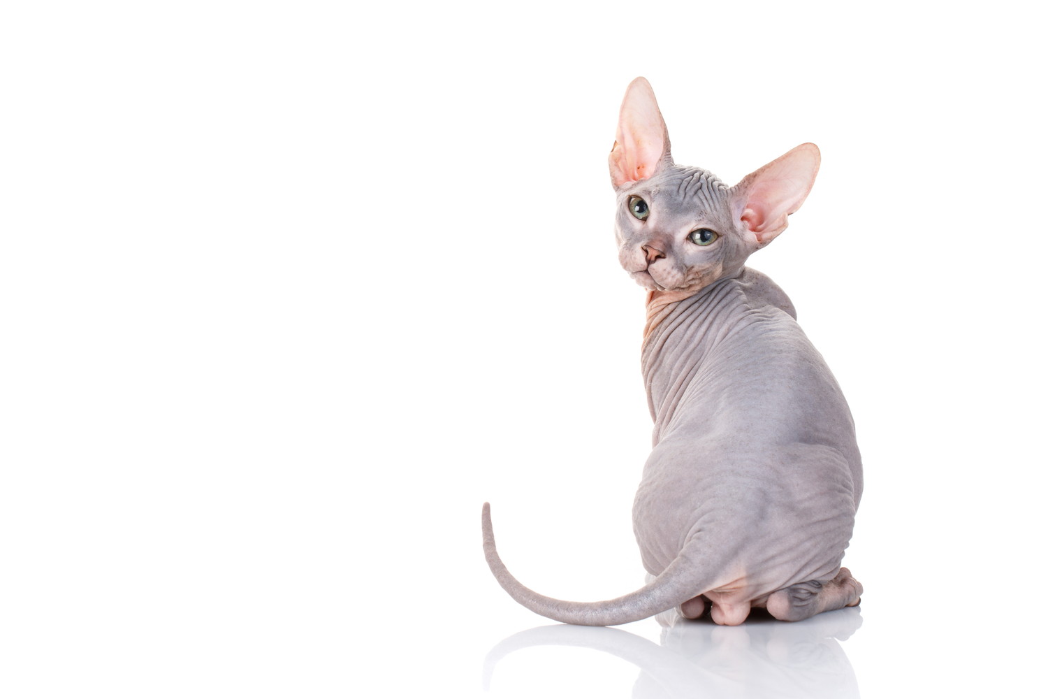 座ったまま後ろを振り向くスフィンクスの子猫