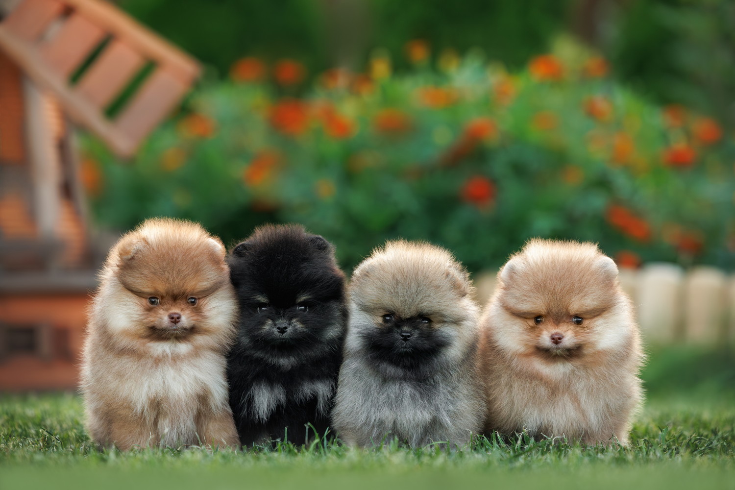体をくっつけ合って座る4匹のポメラニアンの子犬たち