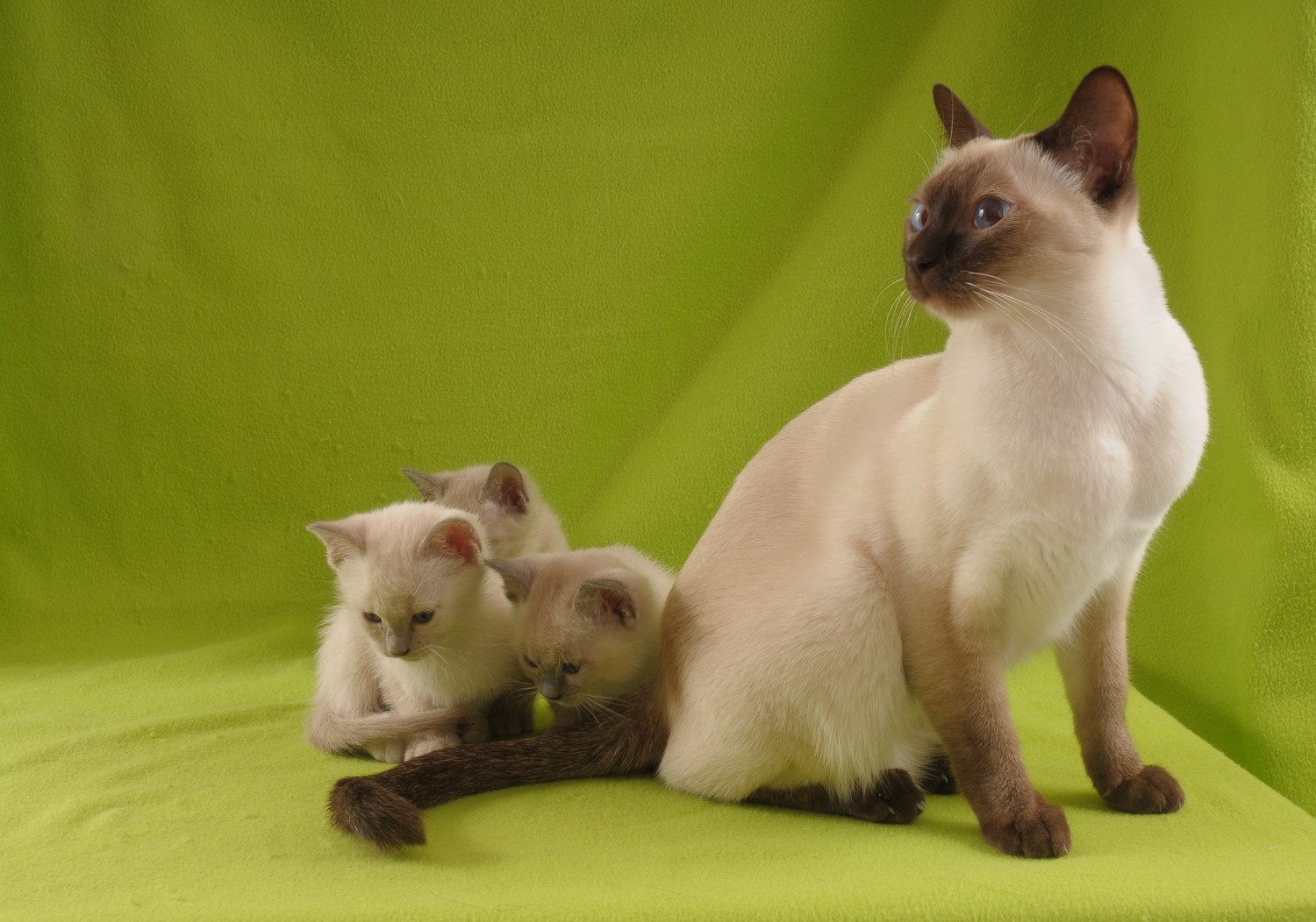 トンキニーズの母猫と3匹の子猫