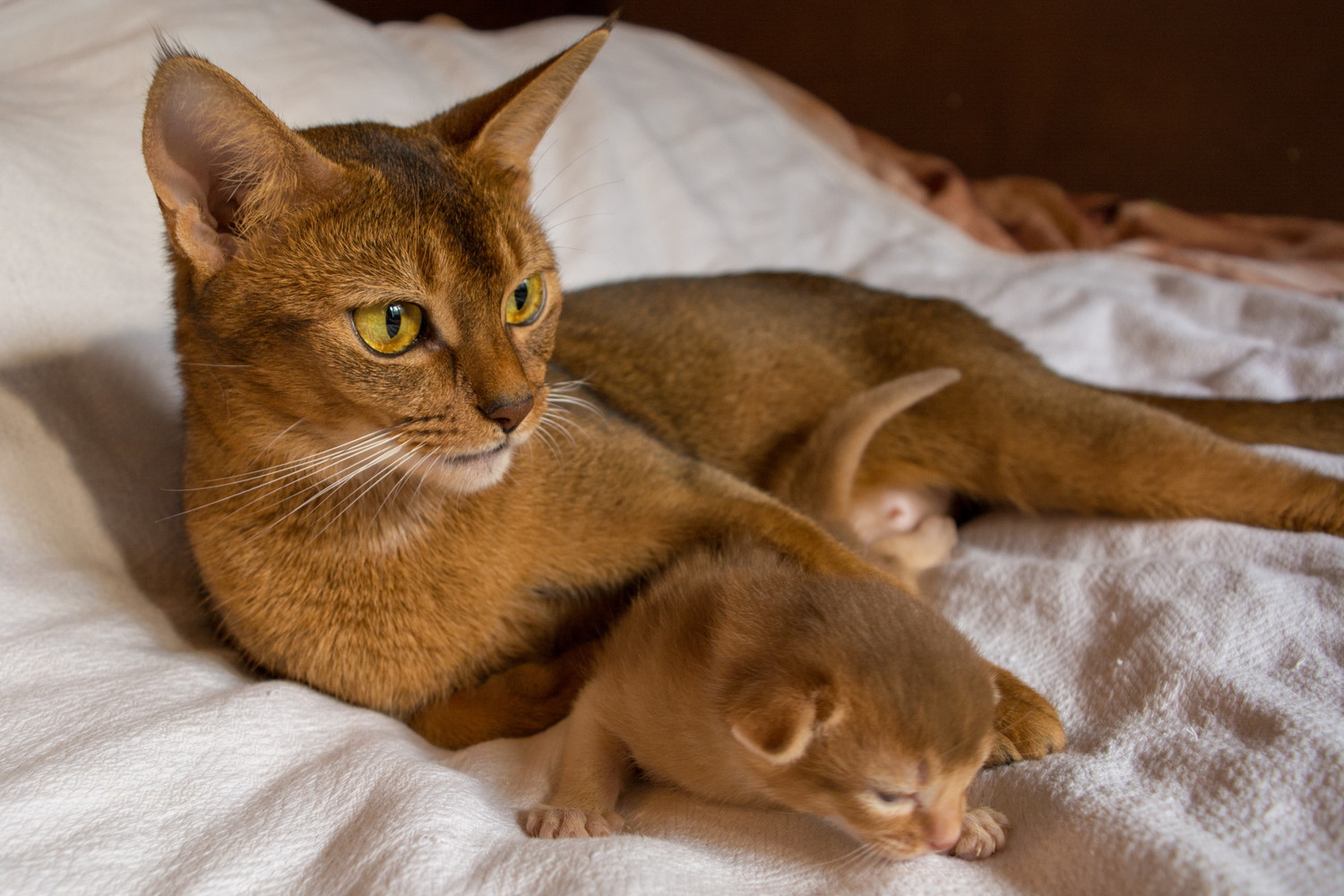 幼い子猫に寄り添うアビシニアンの母猫