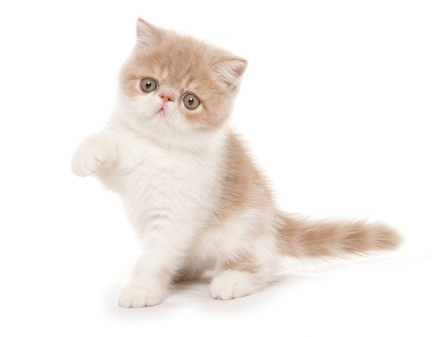 片手を上げて座っているエキゾチックショートヘアの子猫