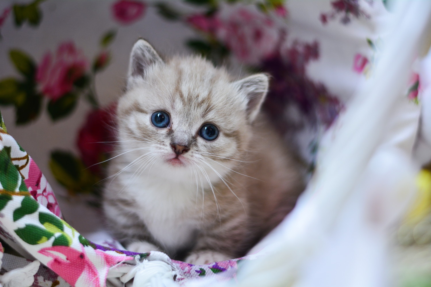 バスケットの中にいるマンチカンの子猫