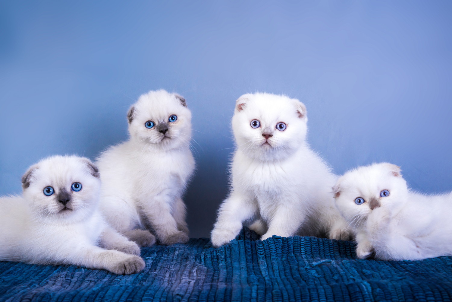 4匹で並ぶポイントカラーのスコティッシュフォールドの子猫
