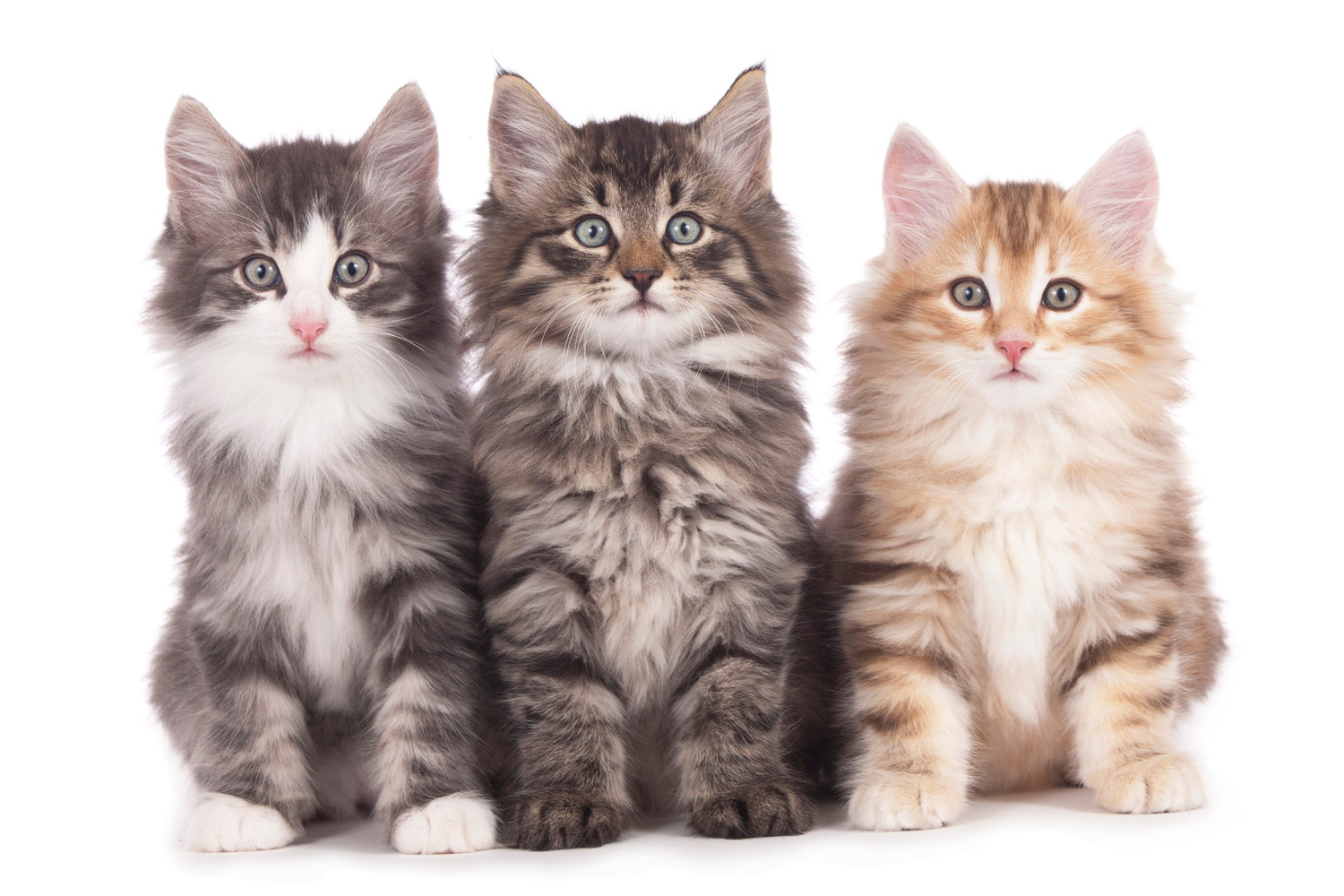 並んで正面を見つめる3匹のノルウェージャンフォレストキャットの子猫