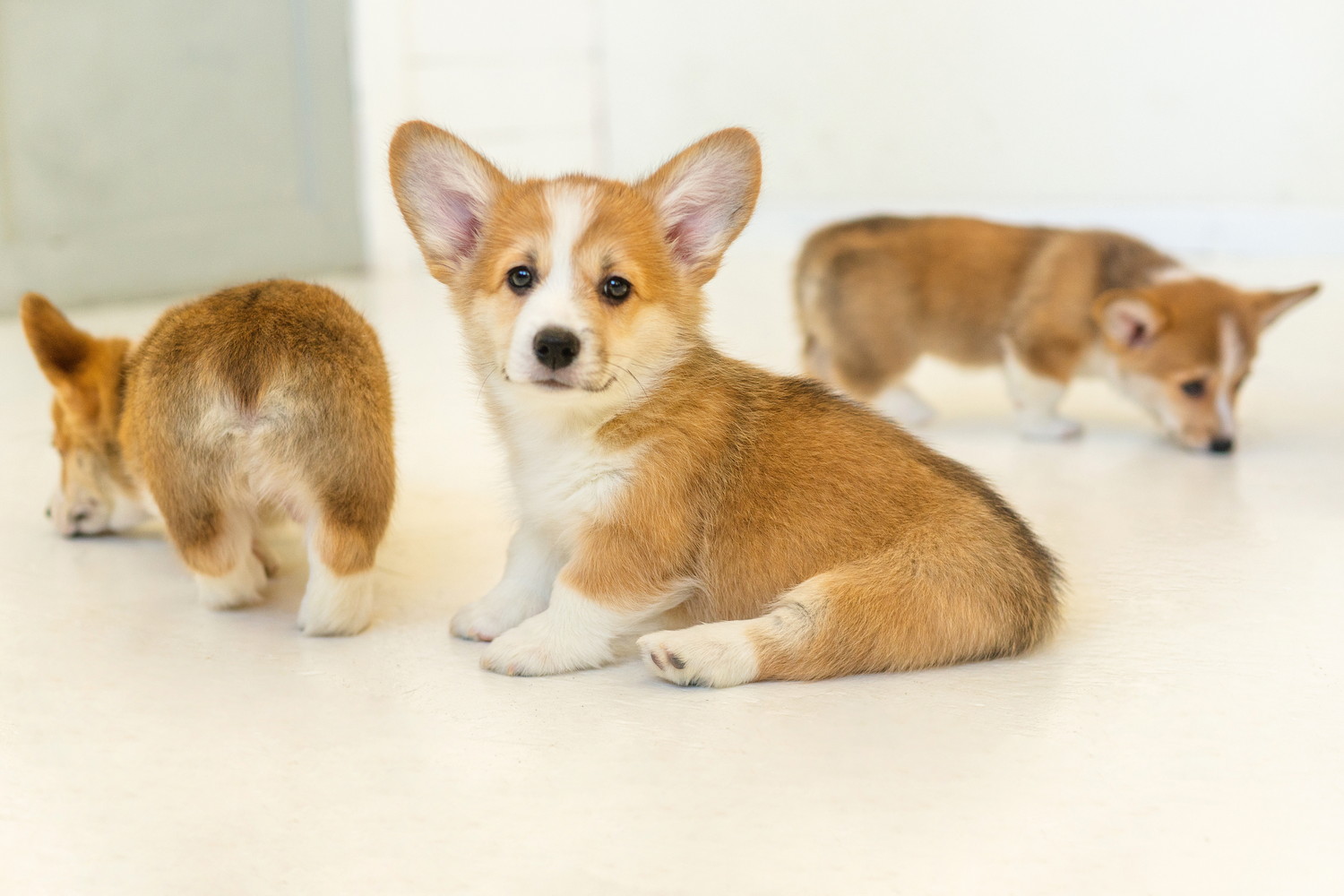室内の床に座り込むコーギーの子犬