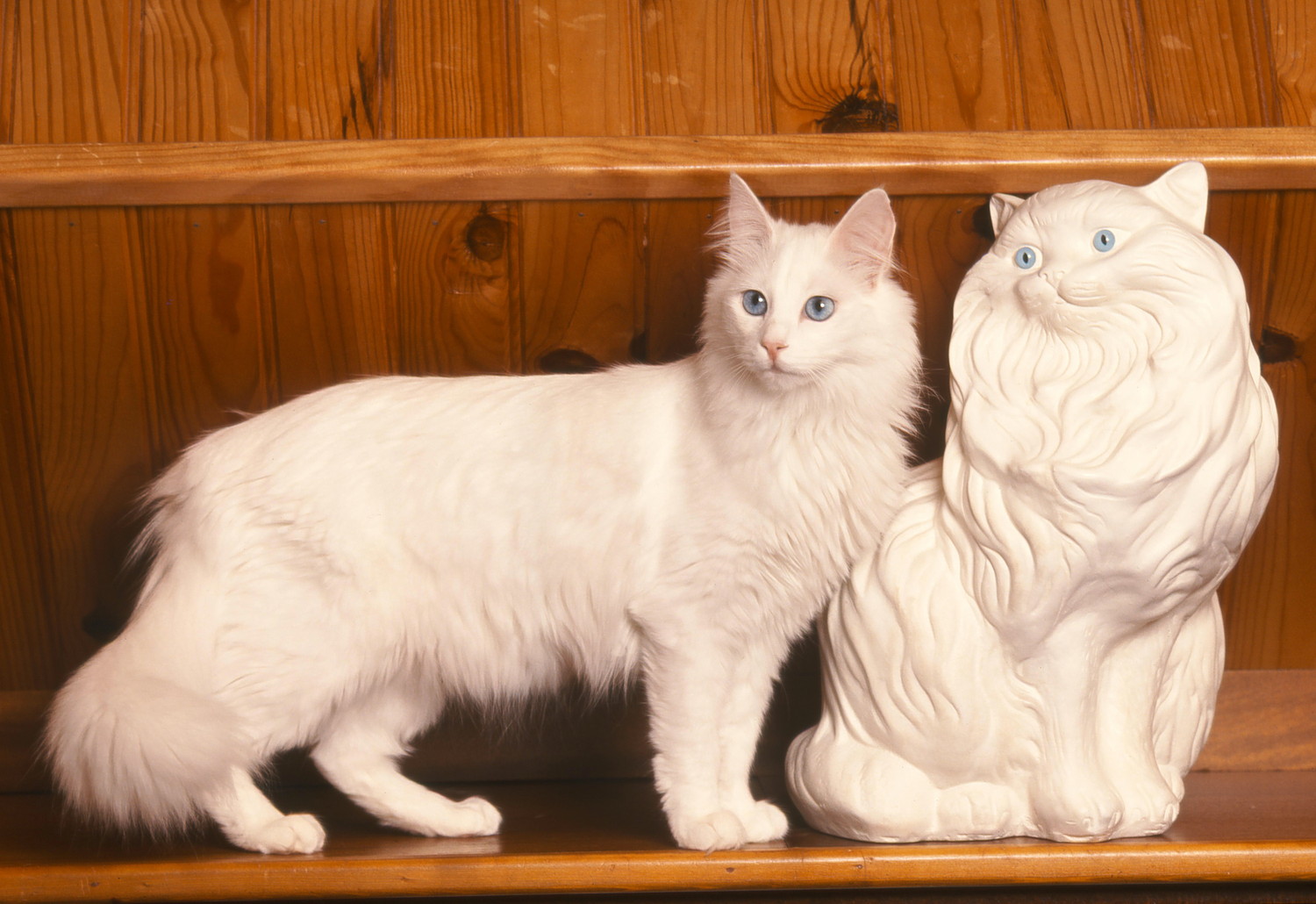 猫の像の横に立っているターキッシュアンゴラ