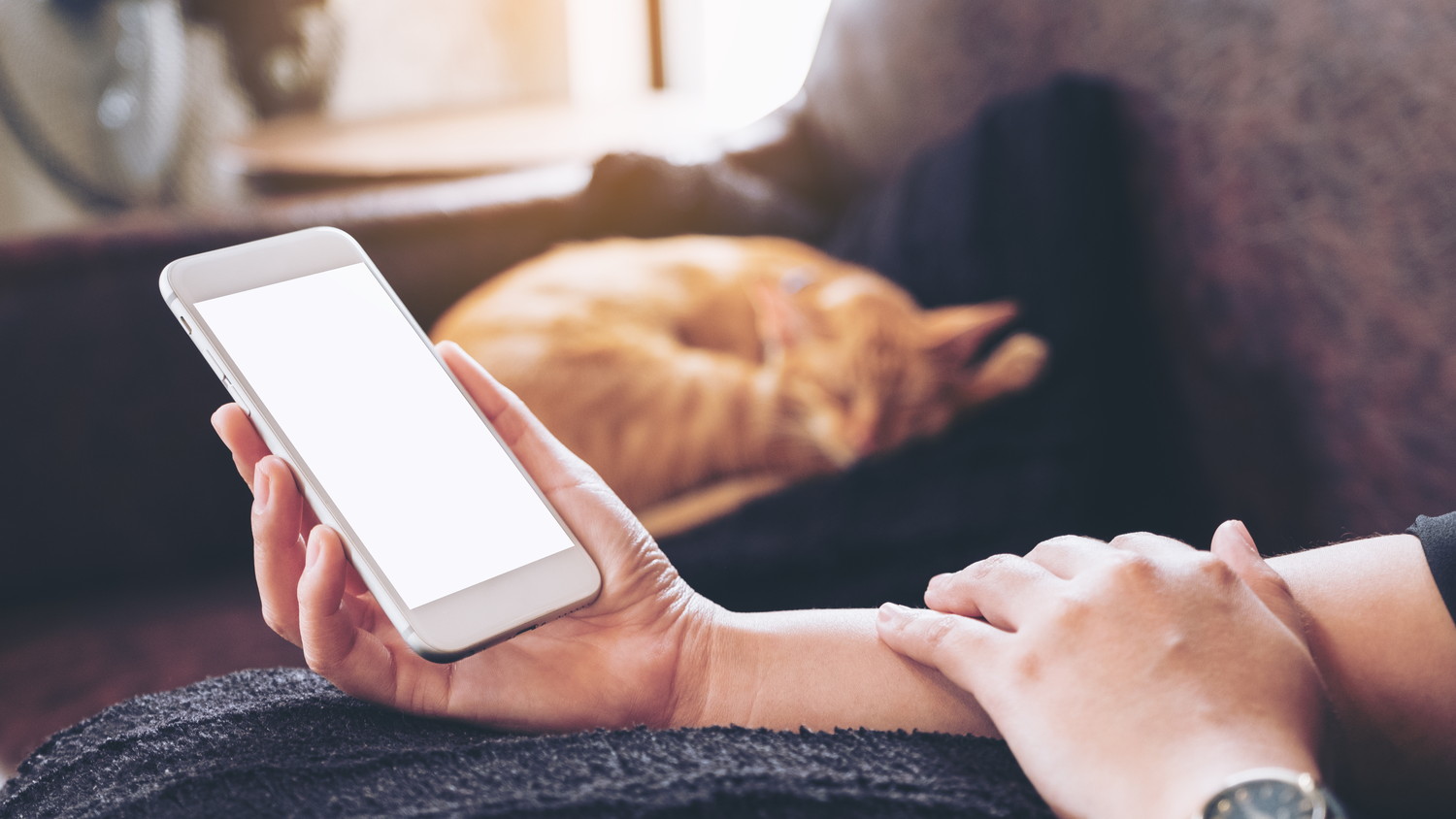 眠る猫のそばで携帯電話を持つ飼い主の手