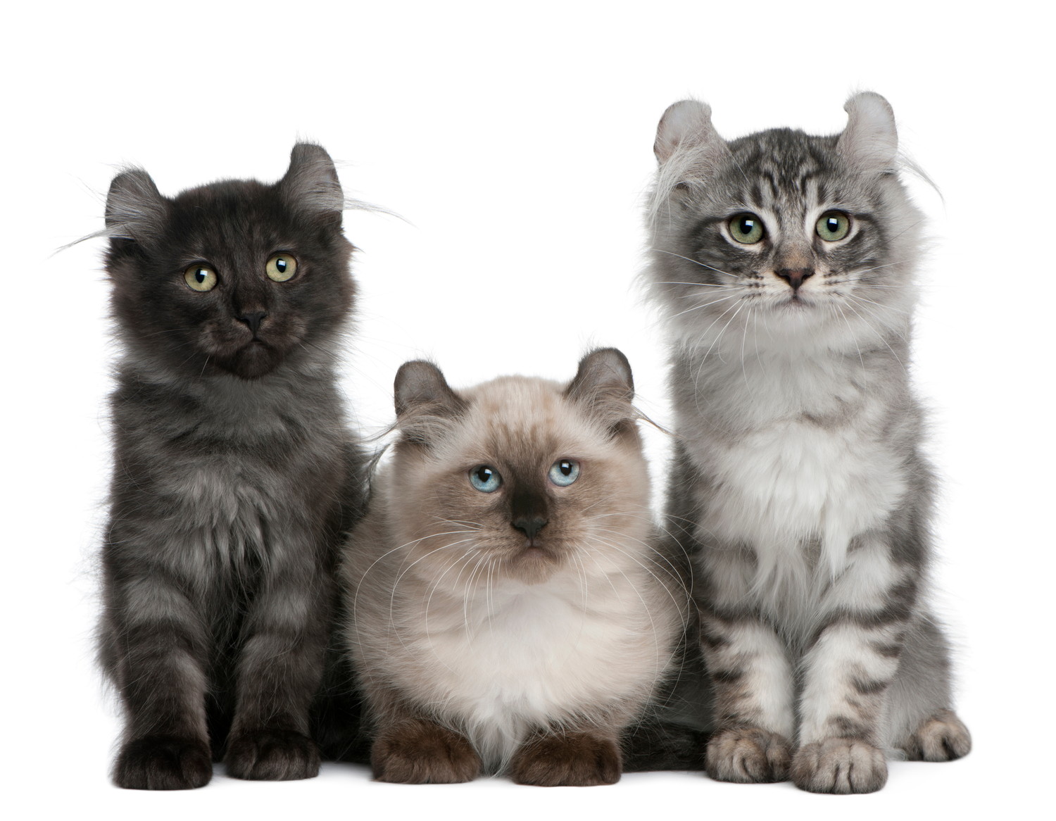 前を見つめる3頭のアメリカンカールの子猫たち