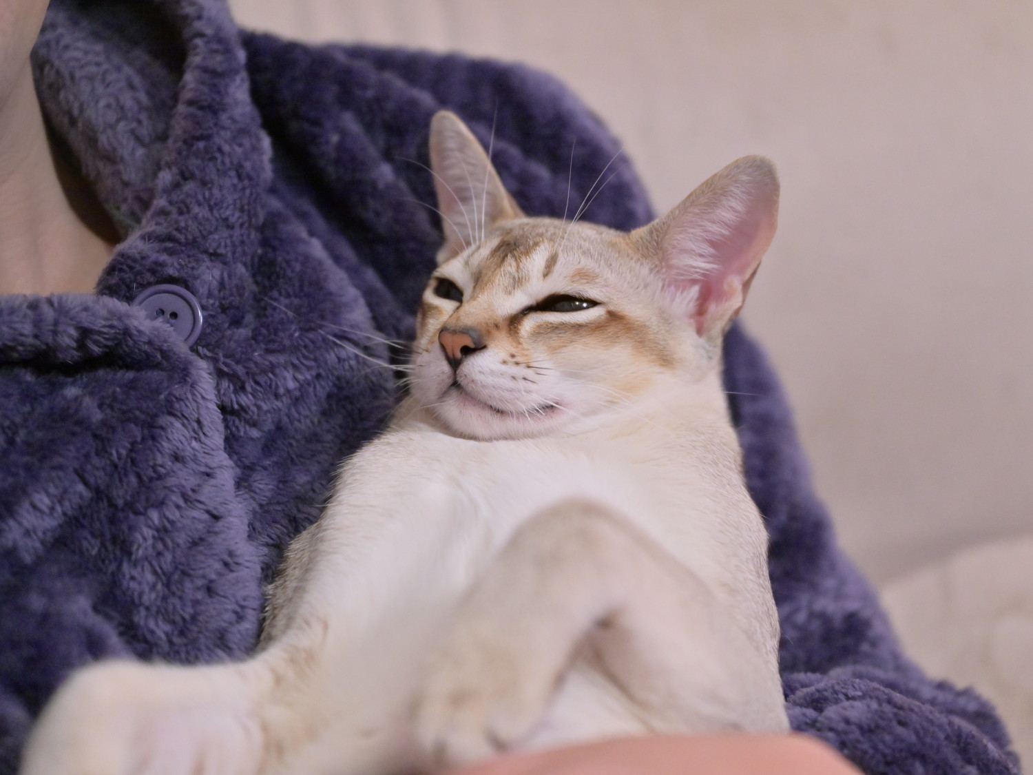 飼い主に抱っこされて幸せそうな表情のシンガプーラ