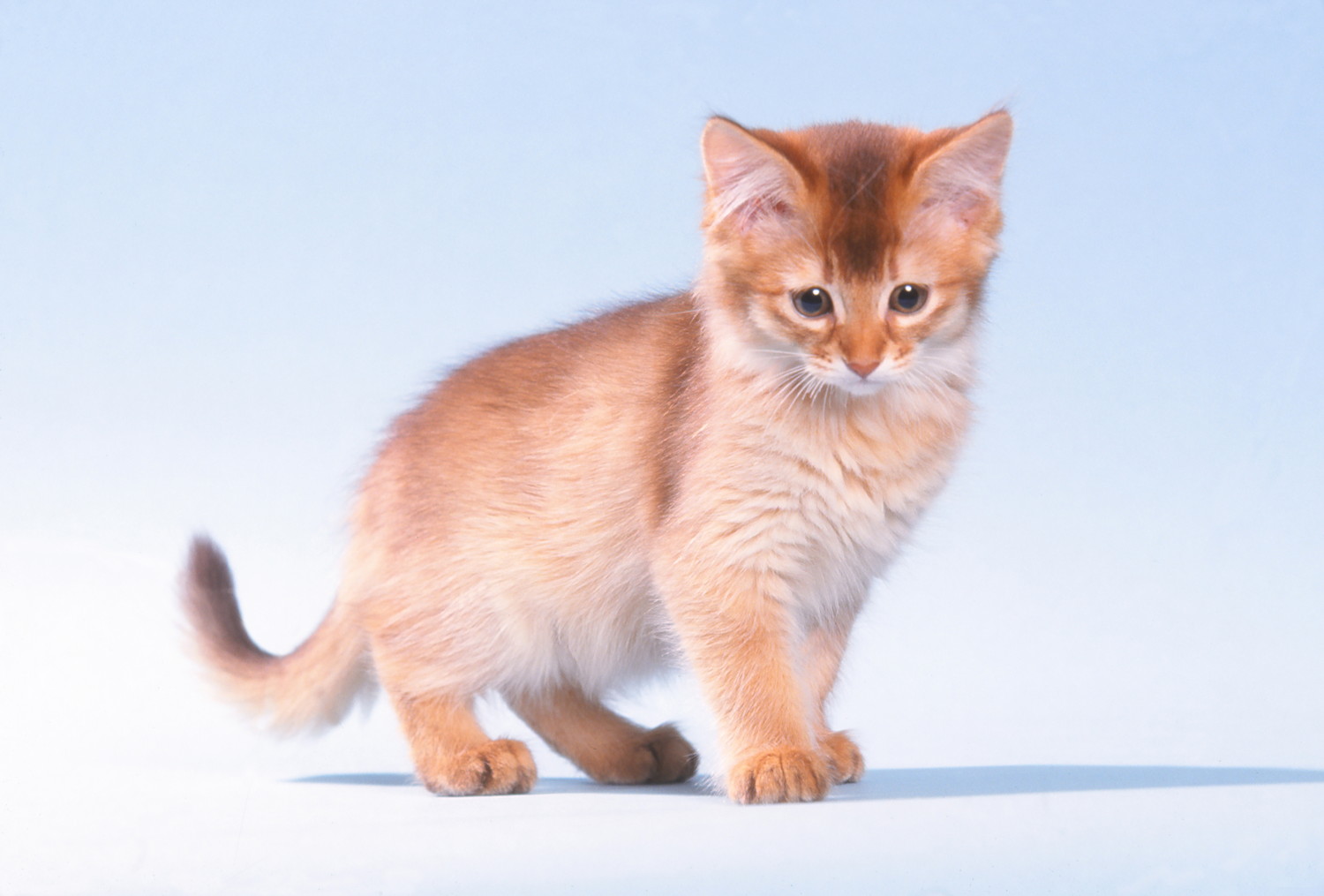 立っているソマリの子猫