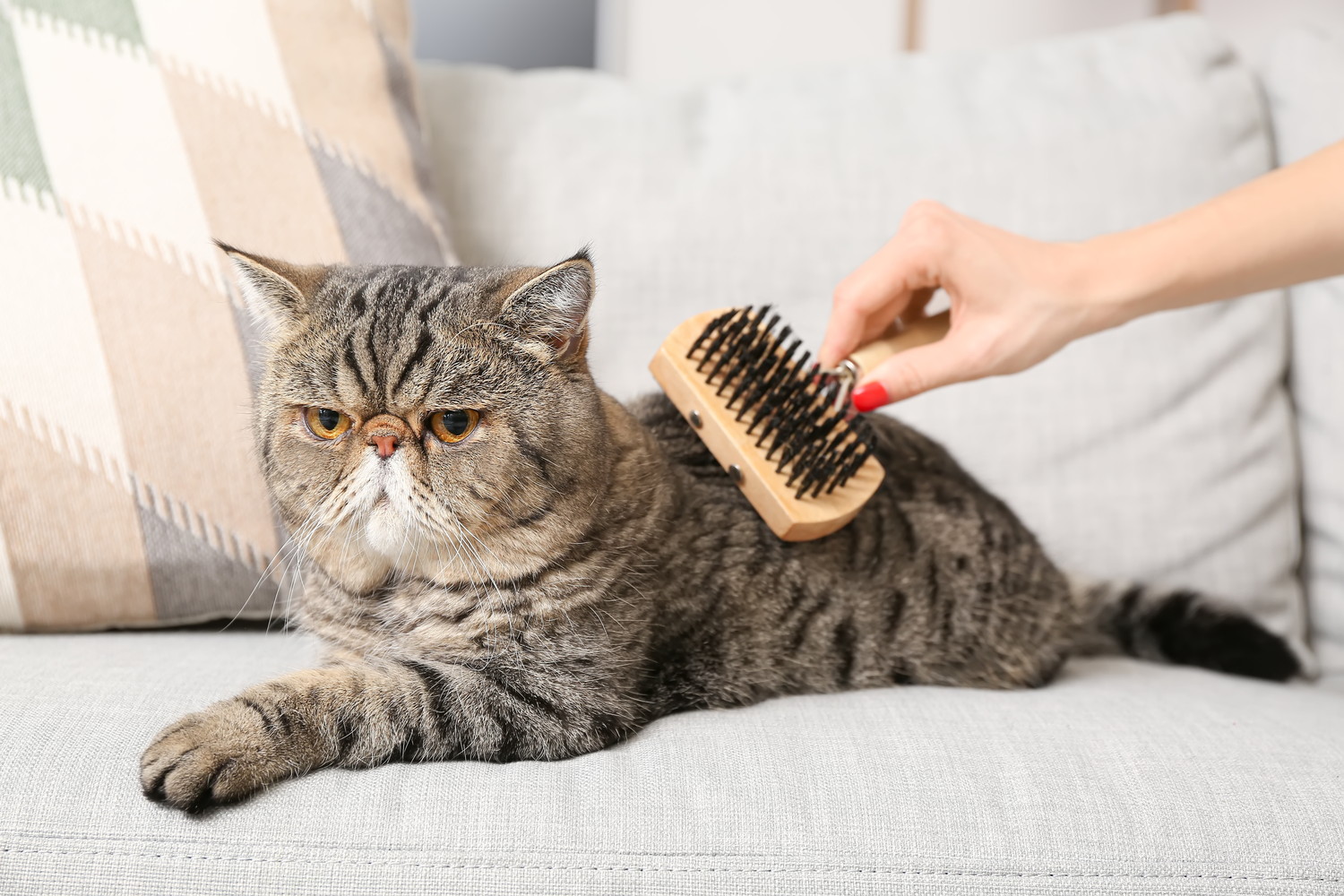 ブラッシングされているエキゾチックショートヘア