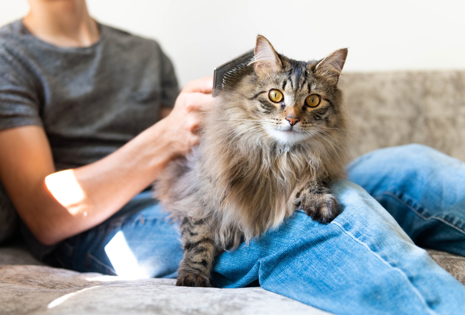 飼い主の膝の上でブラッシング中のノルウェージャンフォレストキャット