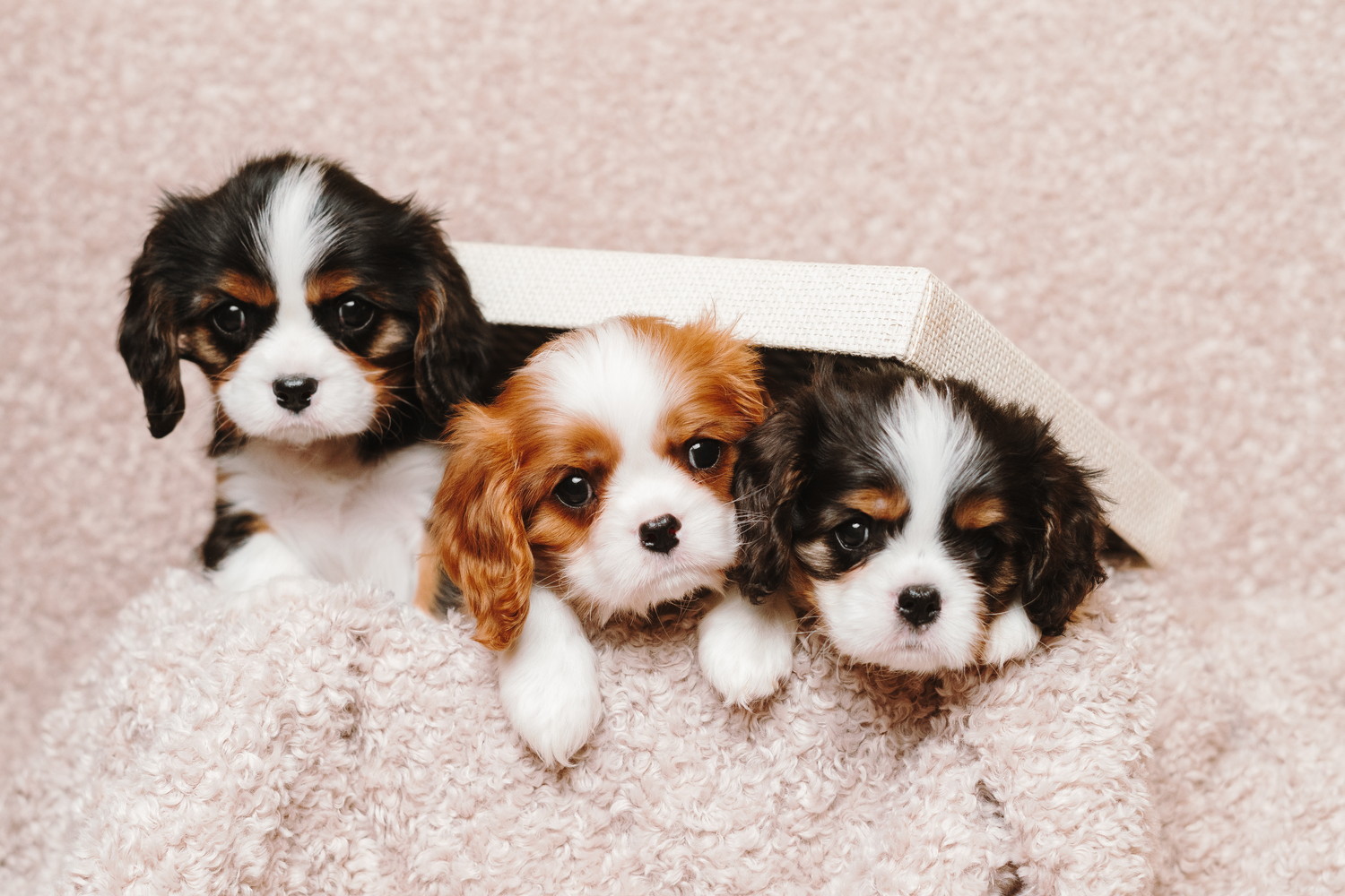 箱から顔を出す3匹のキャバリアの子犬たち