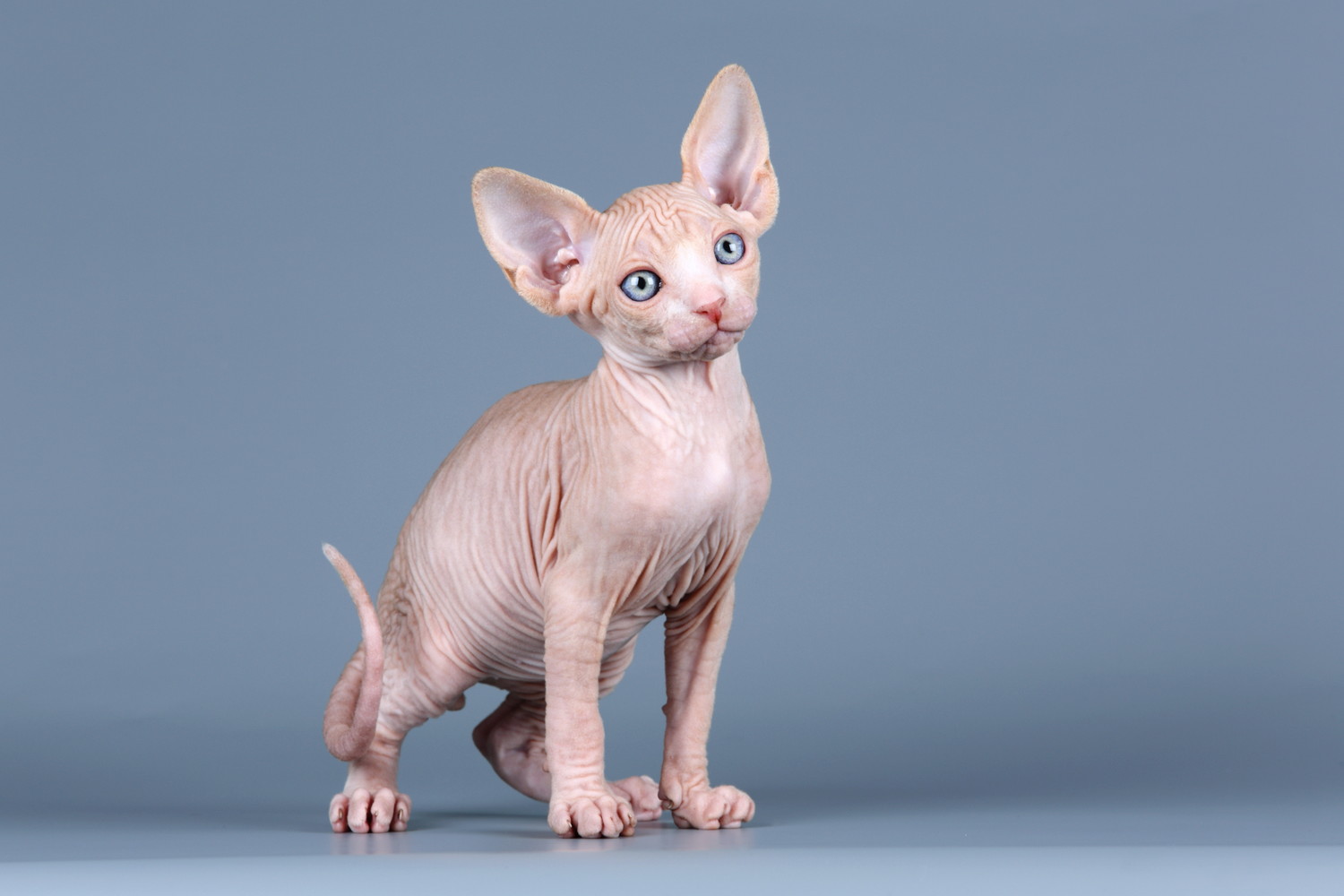 立ったまま首を傾げるスフィンクスの子猫