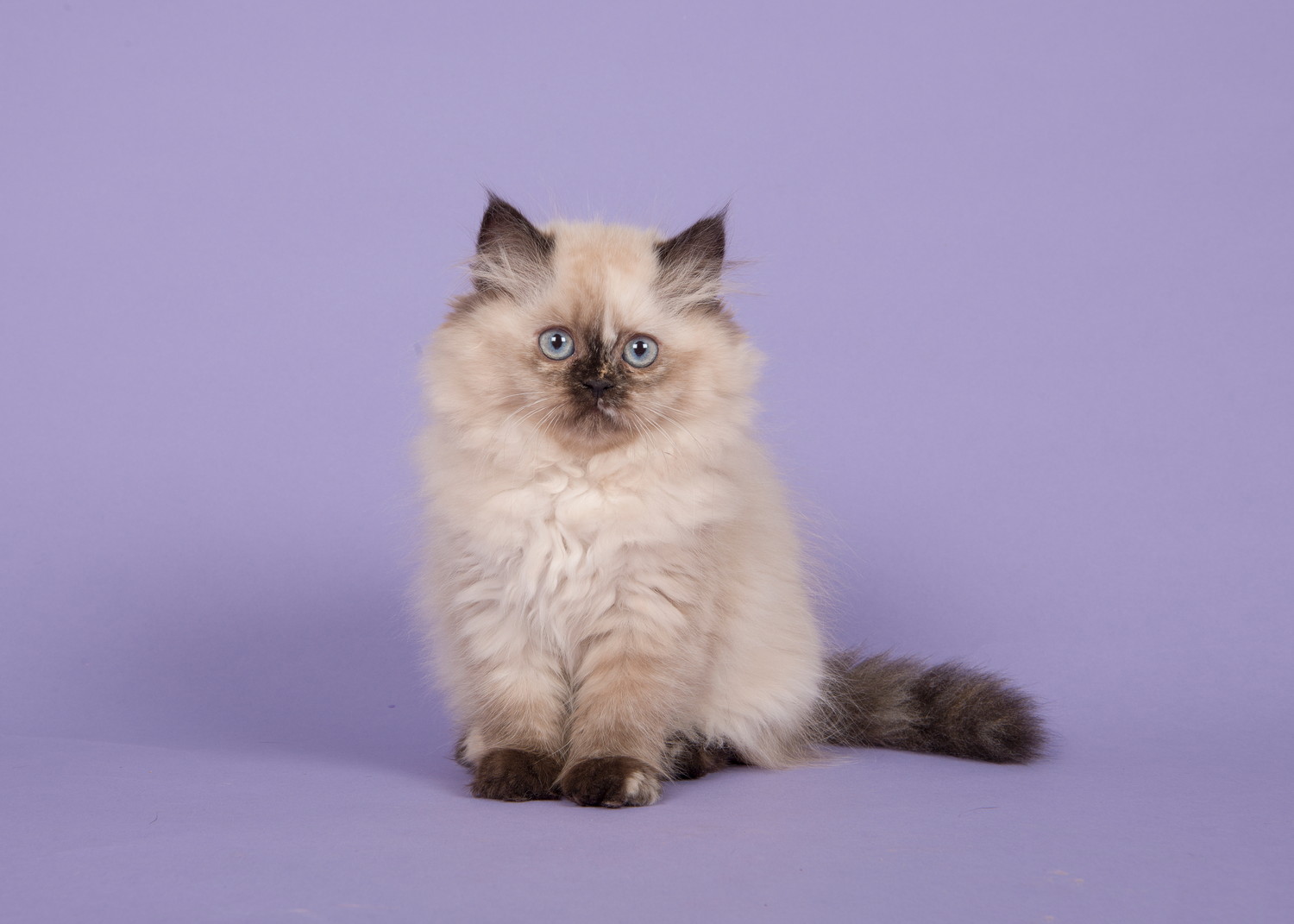 正面を見つめながら座るヒマラヤンの子猫
