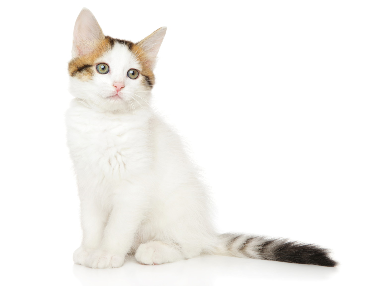 座っているタビーのターキッシュアンゴラの子猫
