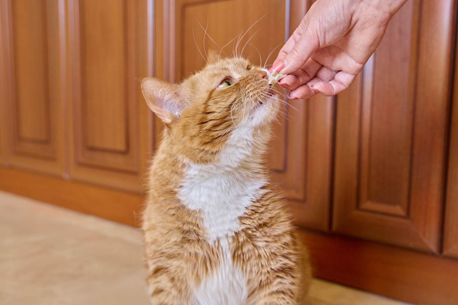 飼い主の手から加熱した肉の欠片をもらっている猫