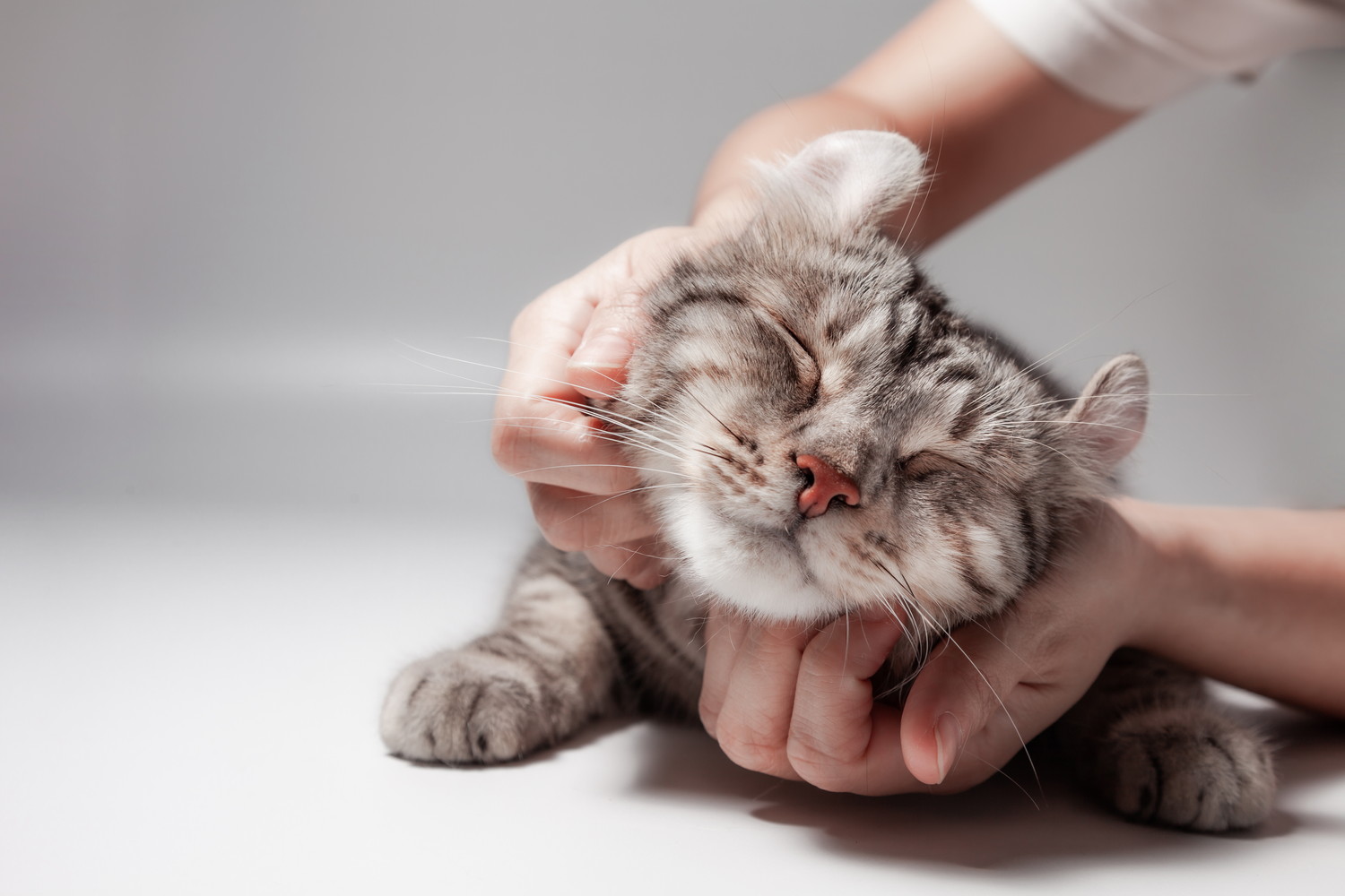 飼い主に顔周りをなでられているアメリカンカール