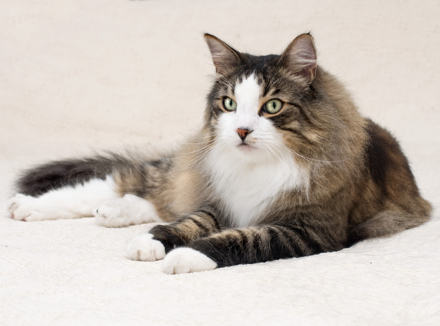 床に伏せているノルウェージャンフォレストキャット